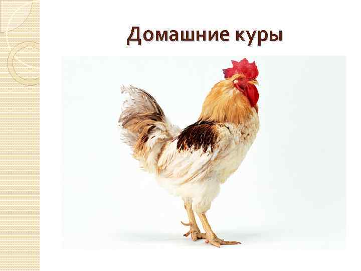 Домашние куры 