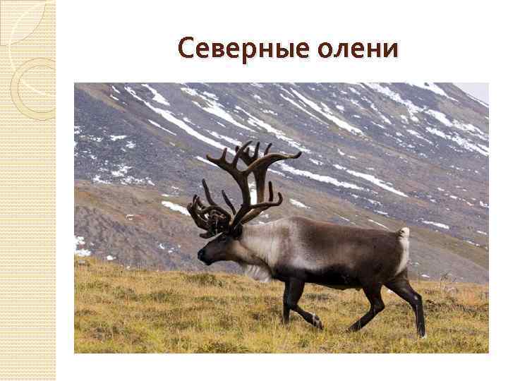 Северные олени 