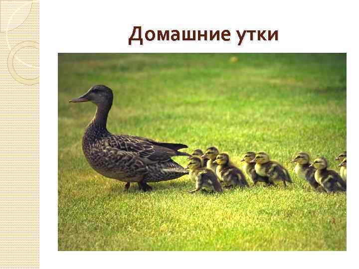 Домашние утки 