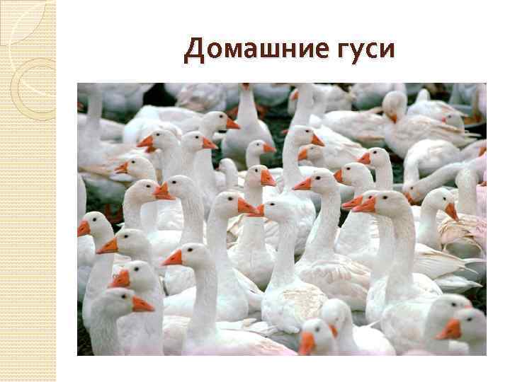 Домашние гуси 
