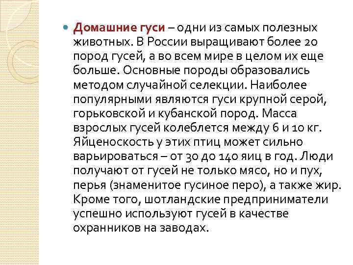  Домашние гуси – одни из самых полезных животных. В России выращивают более 20
