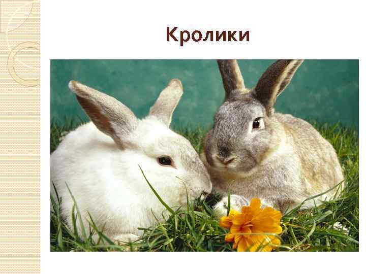Кролики 