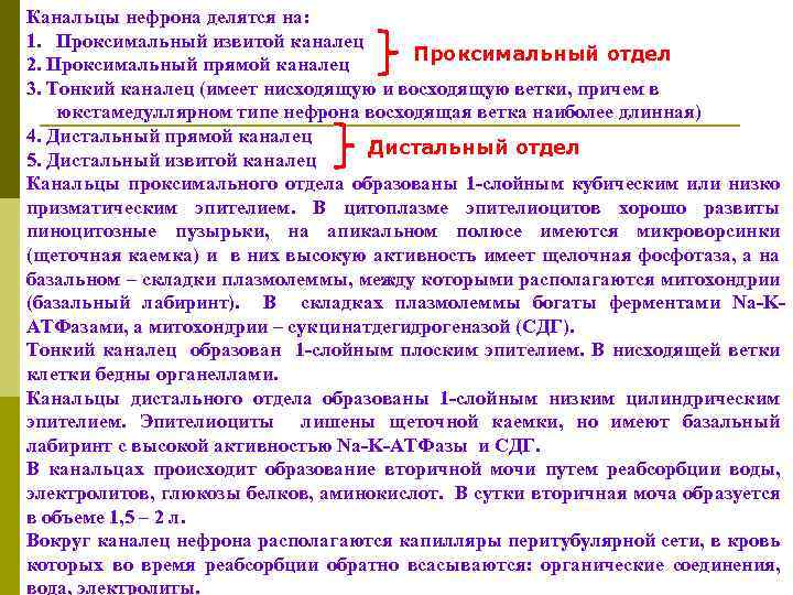 Канальцы нефрона делятся на: 1. Проксимальный извитой каналец Проксимальный отдел 2. Проксимальный прямой каналец