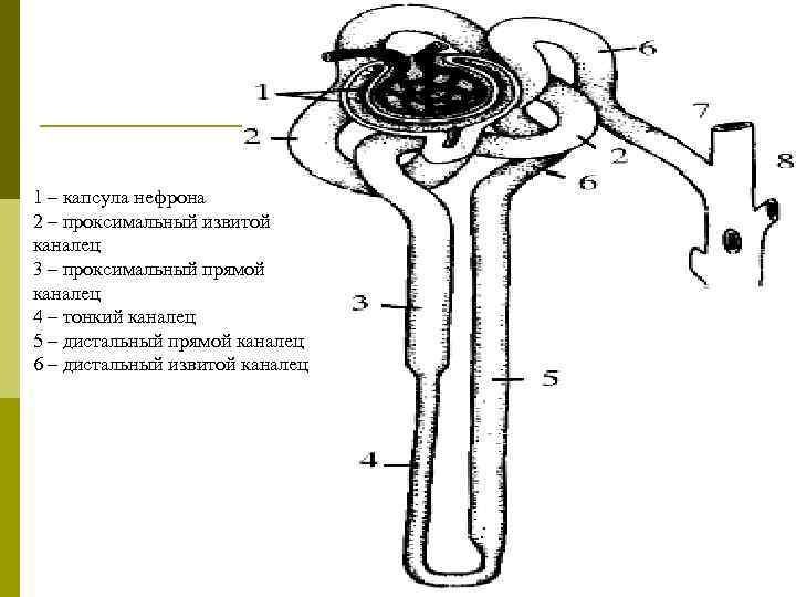 1 – капсула нефрона 2 – проксимальный извитой каналец 3 – проксимальный прямой каналец