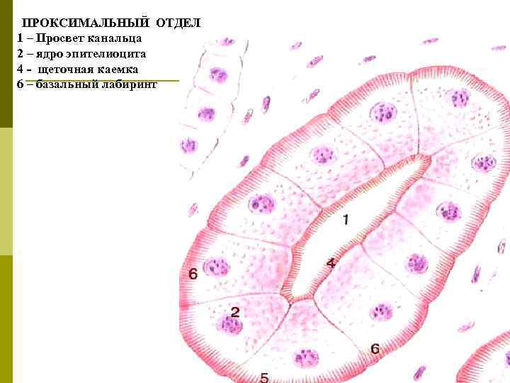 ПРОКСИМАЛЬНЫЙ ОТДЕЛ 1 – Просвет канальца 2 – ядро эпителиоцита 4 - щеточная каемка