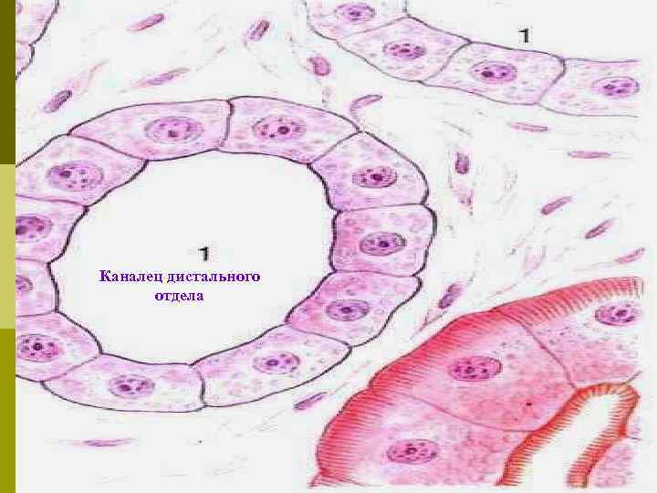 Каналец дистального отдела 