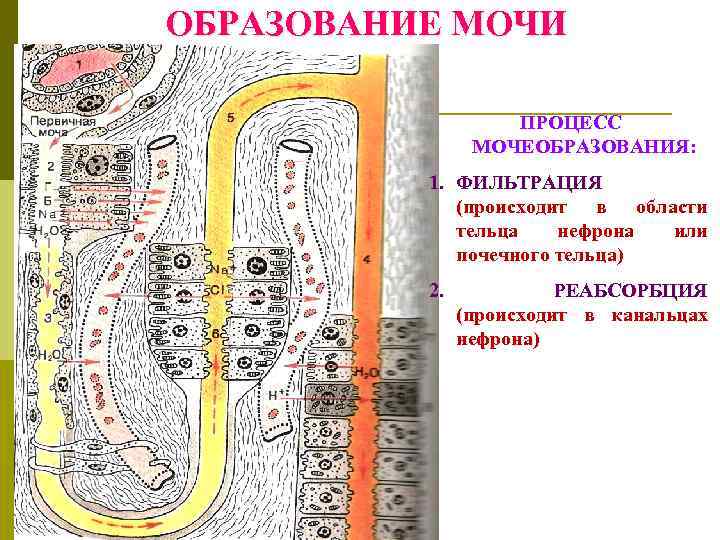 ОБРАЗОВАНИЕ МОЧИ ПРОЦЕСС МОЧЕОБРАЗОВАНИЯ: 1. ФИЛЬТРАЦИЯ (происходит в области тельца нефрона или почечного тельца)