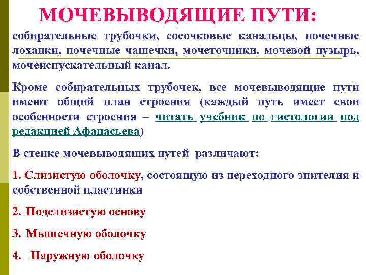 МОЧЕВЫВОДЯЩИЕ ПУТИ: собирательные трубочки, сосочковые канальцы, почечные лоханки, почечные чашечки, мочеточники, мочевой пузырь, мочеиспускательный