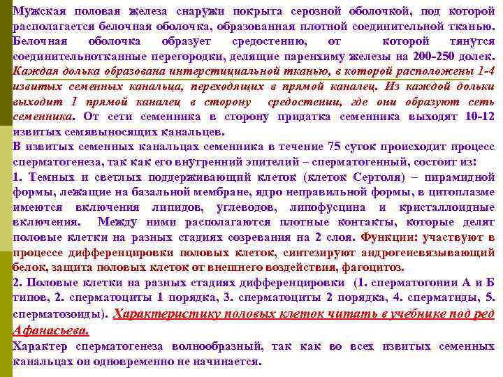 Мужская половая железа снаружи покрыта серозной оболочкой, под которой располагается белочная оболочка, образованная плотной