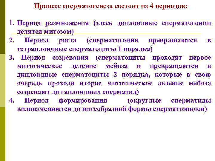 Процесс сперматогенеза состоит из 4 периодов: 1. Период размножения (здесь диплоидные сперматогонии делятся митозом)
