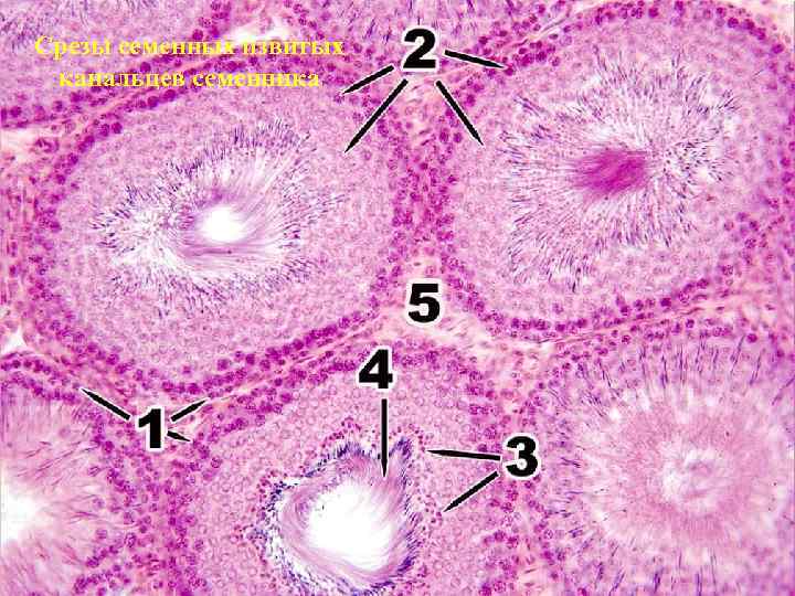 Срезы семенных извитых канальцев семенника 