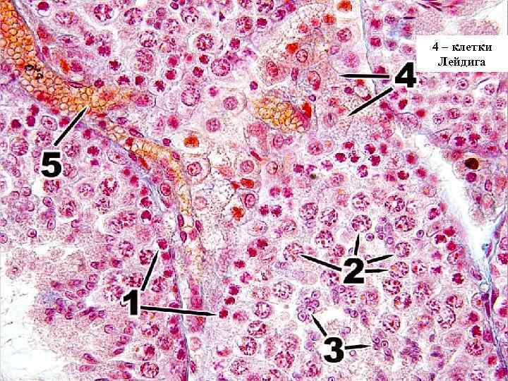 4 – клетки Лейдига 