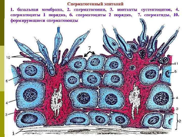 Сперматогенный эпителий 1. базальная мембрана, 2. сперматогонии, 3. контакты сустентоцитов, 4. сперматоциты 1 порядка,