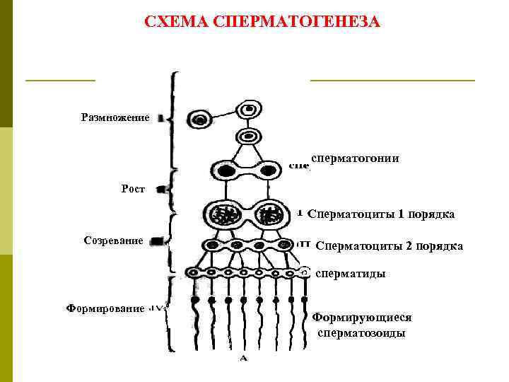 СХЕМА СПЕРМАТОГЕНЕЗА Размножение сперматогонии Рост Сперматоциты 1 порядка Созревание Сперматоциты 2 порядка сперматиды Формирование