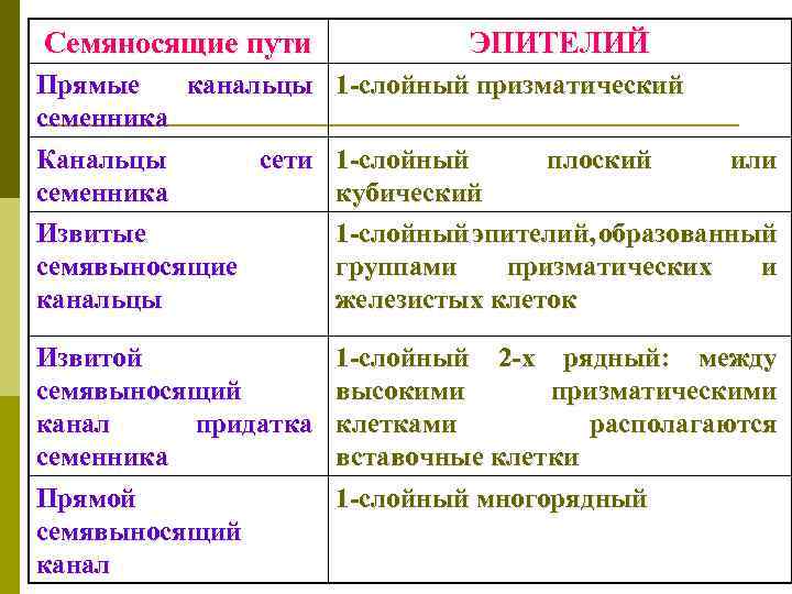 Семяносящие пути ЭПИТЕЛИЙ Прямые канальцы семенника Канальцы сети семенника Извитые семявыносящие канальцы 1 -слойный