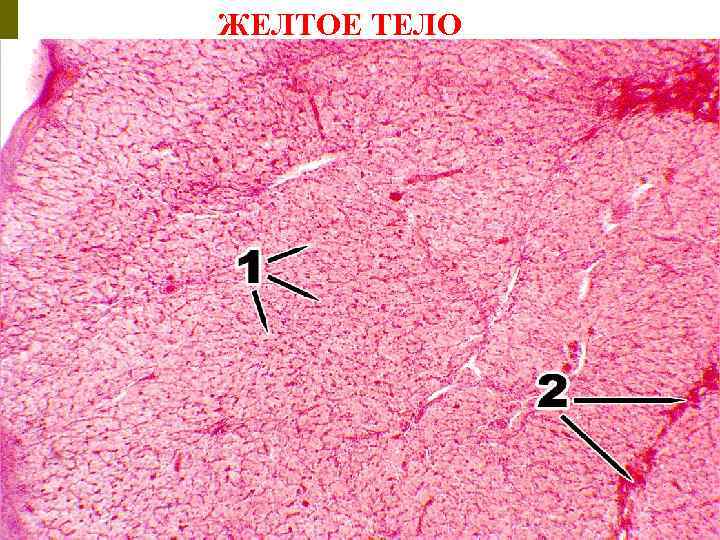 ЖЕЛТОЕ ТЕЛО 