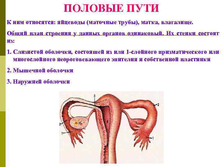 Картинки Половых Путей