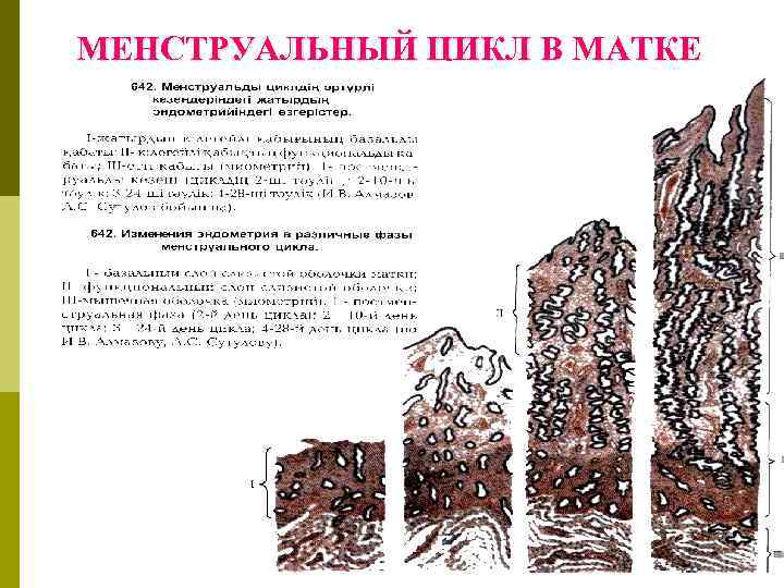 МЕНСТРУАЛЬНЫЙ ЦИКЛ В МАТКЕ 