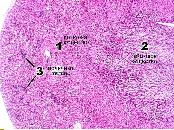 КОРКОВОЕ ВЕЩЕСТВО МОЗГОВОЕ ВЕЩЕСТВО ПОЧЕЧНЫЕ ТЕЛЬЦА 