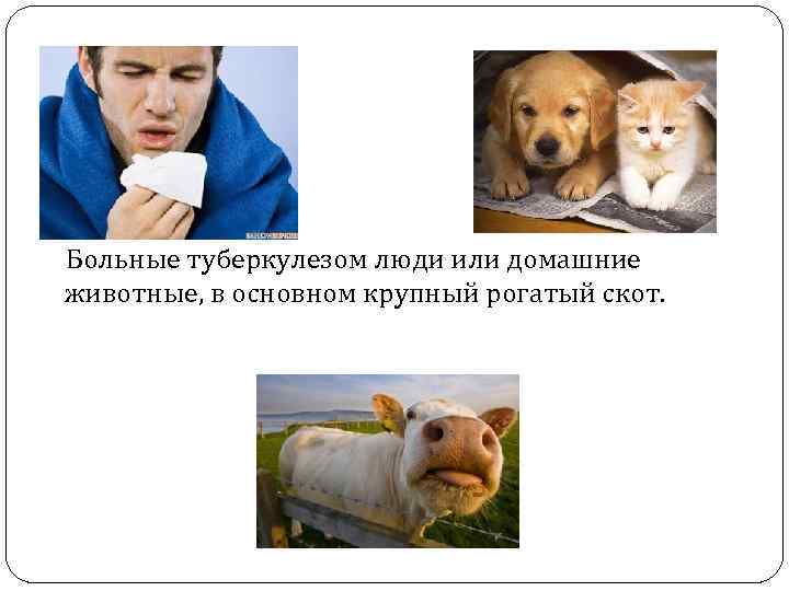  Больные туберкулезом люди или домашние животные, в основном крупный рогатый скот. 