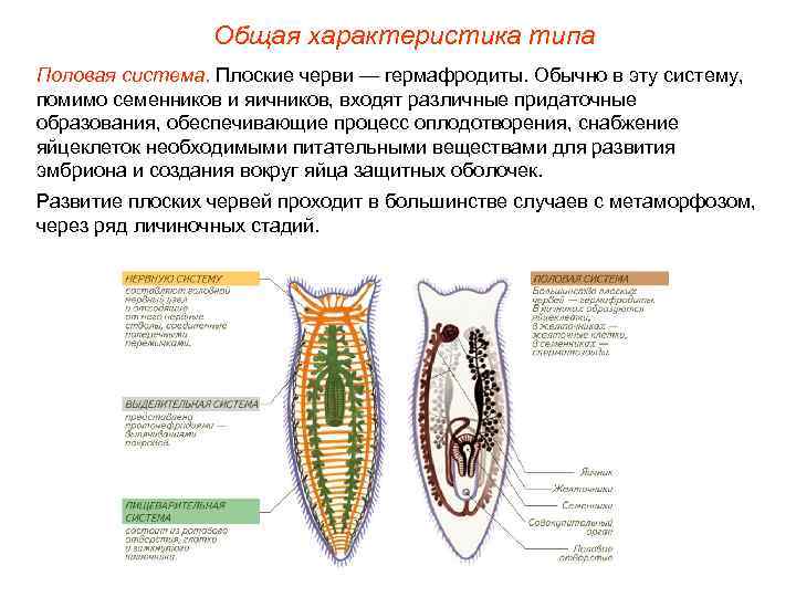 Общая характеристика типа Половая система. Плоские черви — гермафродиты. Обычно в эту систему, помимо