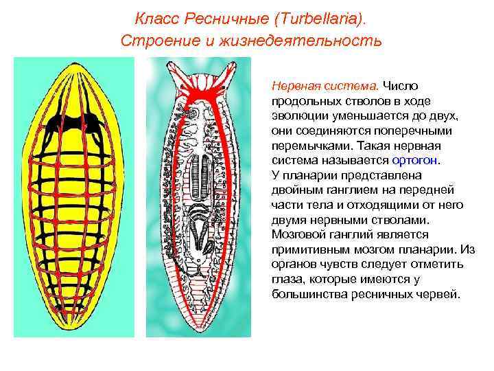 Класс Ресничные (Turbellaria). Строение и жизнедеятельность Нервная система. Число продольных стволов в ходе эволюции