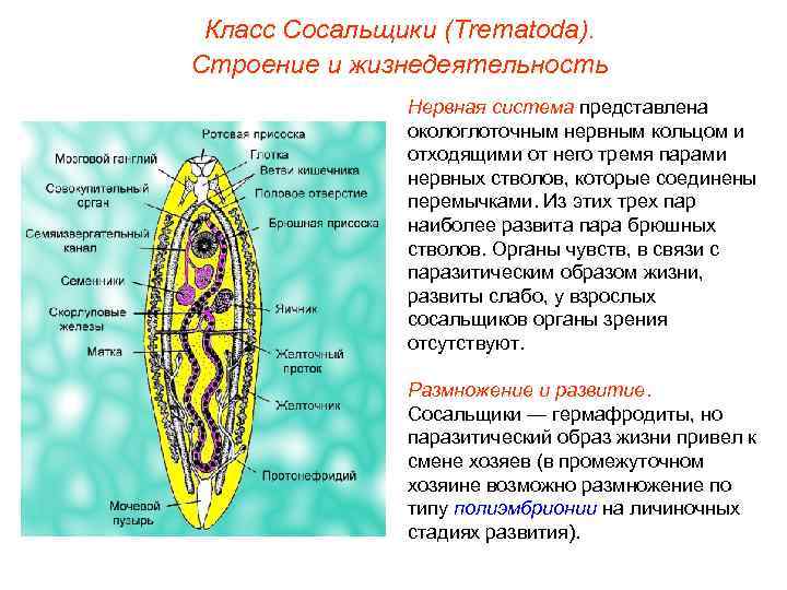 Класс Сосальщики (Trematoda). Строение и жизнедеятельность Нервная система представлена окологлоточным нервным кольцом и отходящими