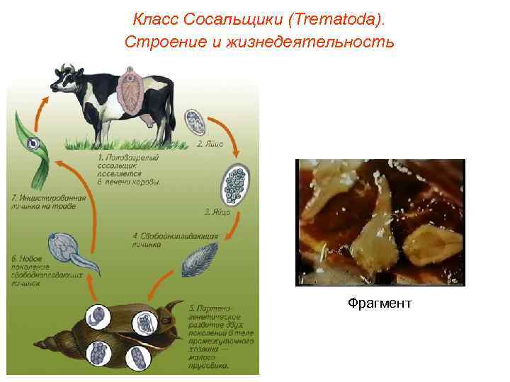 Класс Сосальщики (Trematoda). Строение и жизнедеятельность Фрагмент 