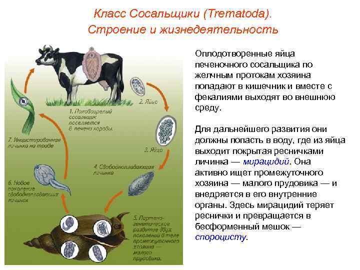 Класс Сосальщики (Trematoda). Строение и жизнедеятельность Оплодотворенные яйца печеночного сосальщика по желчным протокам хозяина