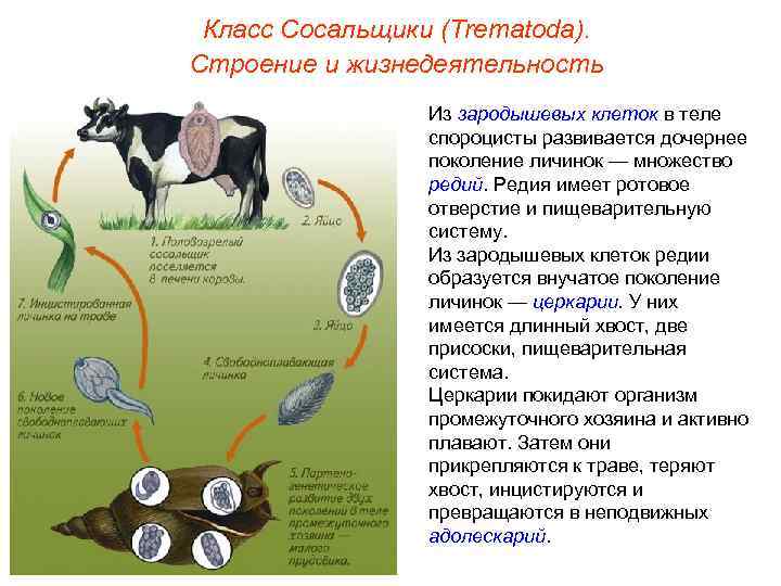 Класс Сосальщики (Trematoda). Строение и жизнедеятельность Из зародышевых клеток в теле спороцисты развивается дочернее