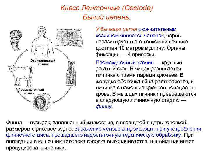 Класс Ленточные (Cestoda) Бычий цепень. У бычьего цепня окончательным хозяином является человек, червь паразитирует