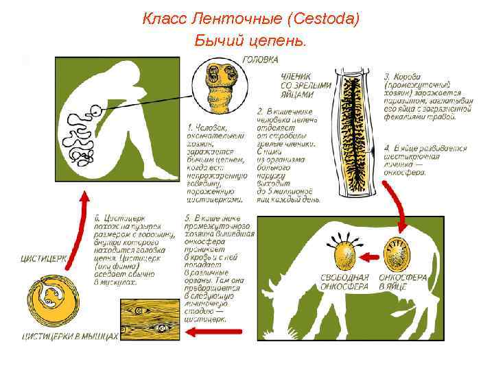 Класс Ленточные (Cestoda) Бычий цепень. 