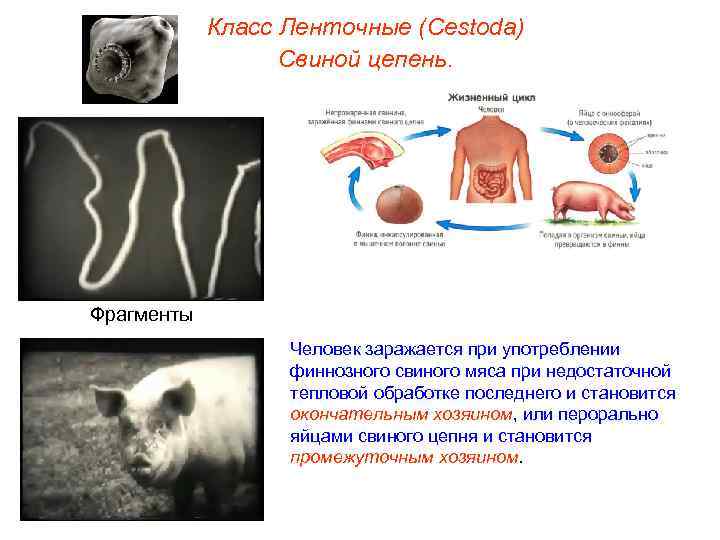 Класс Ленточные (Cestoda) Свиной цепень. Фрагменты Человек заражается при употреблении финнозного свиного мяса при