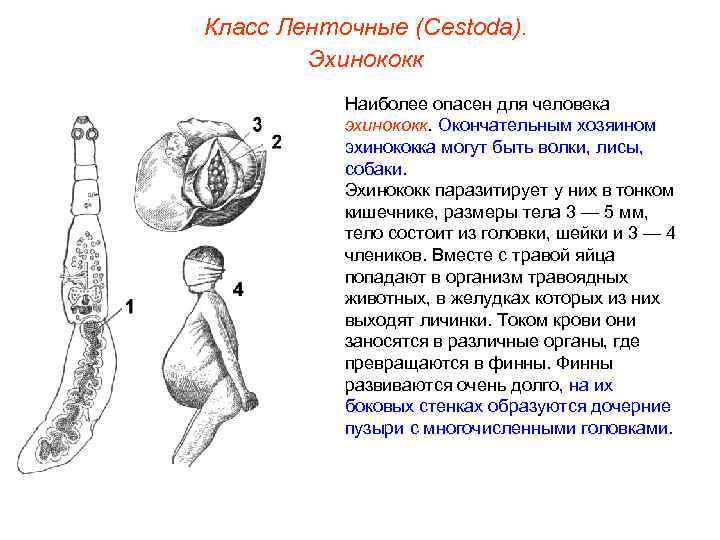 Класс Ленточные (Cestoda). Эхинококк Наиболее опасен для человека эхинококк. Окончательным хозяином эхинококка могут быть