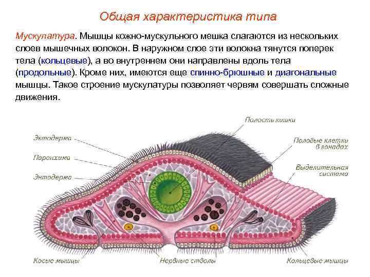 Общая характеристика типа Мускулатура. Мышцы кожно-мускульного мешка слагаются из нескольких слоев мышечных волокон. В