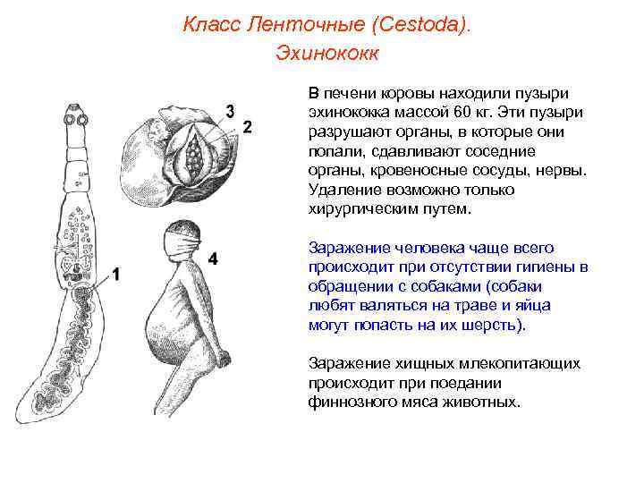 Класс Ленточные (Cestoda). Эхинококк В печени коровы находили пузыри эхинококка массой 60 кг. Эти