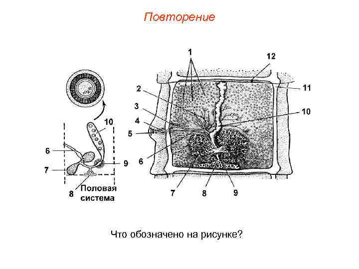 Повторение Что обозначено на рисунке? 