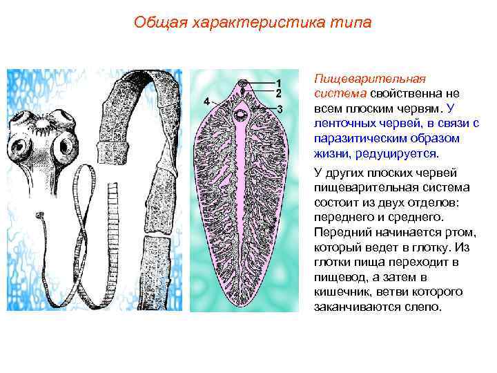 Общая характеристика типа Пищеварительная система свойственна не всем плоским червям. У ленточных червей, в