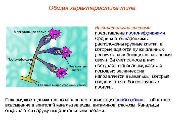 Общая характеристика типа Выделительная система представлена протонефридиями. Среди клеток паренхимы расположены крупные клетки, в