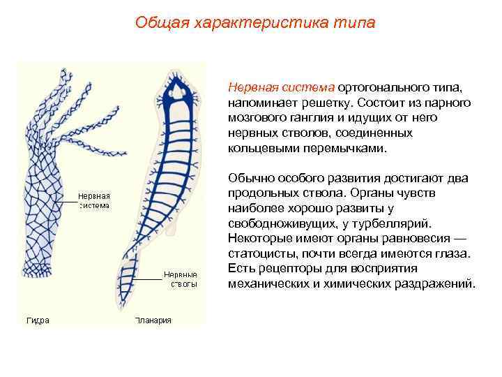 Общая характеристика типа Нервная система ортогонального типа, напоминает решетку. Состоит из парного мозгового ганглия