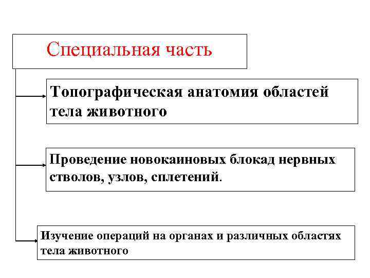 Специальная часть Топографическая анатомия областей тела животного Проведение новокаиновых блокад нервных стволов, узлов, сплетений.
