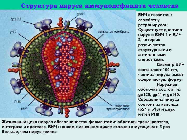 Структура вируса иммунодефицита человека . ВИЧ относится к семейству ретровирусов. Существует два типа вируса: