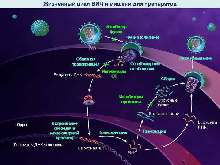 Жизненный цикл ВИЧ и мишени для препаратов 