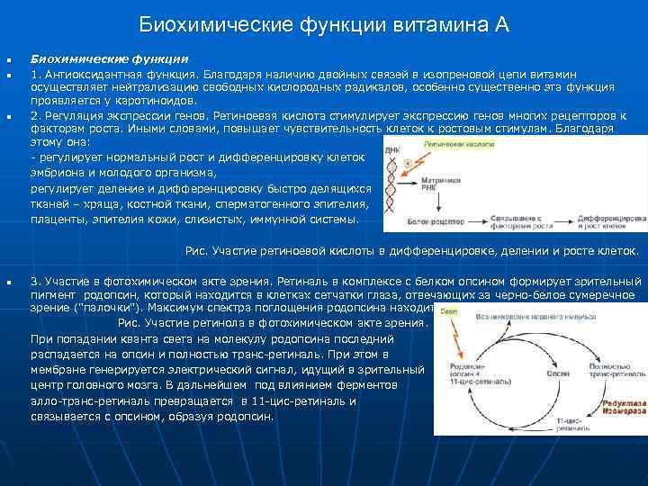 Биохимические функции. Биохимические функции витамина а. Функции витаминов биохимия. Роль витаминов биохимия. Биохимическая роль витамина с.