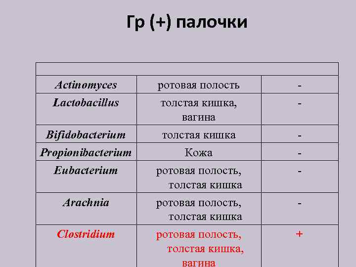 Гр (+) палочки Actinomyces Lactobacillus ротовая полость толстая кишка, вагина - Bifidobacterium Propionibacterium Eubacterium