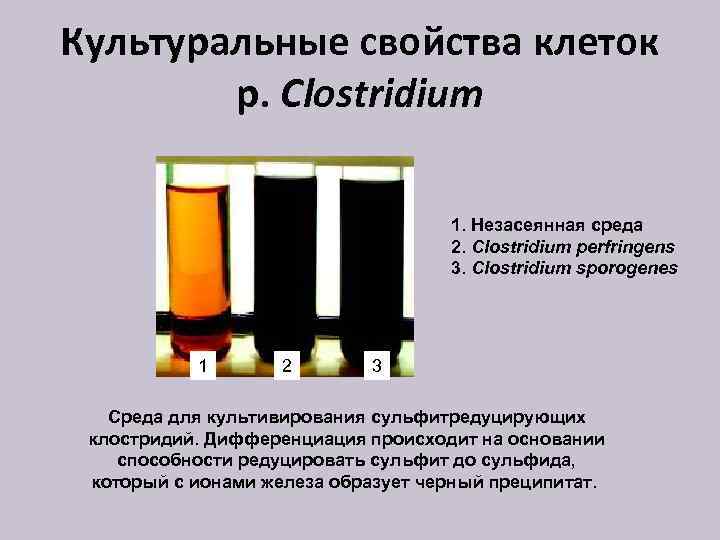 Культуральные свойства клеток р. Clostridium 1. Незасеянная среда 2. Clostridium perfringens 3. Clostridium sporogenes