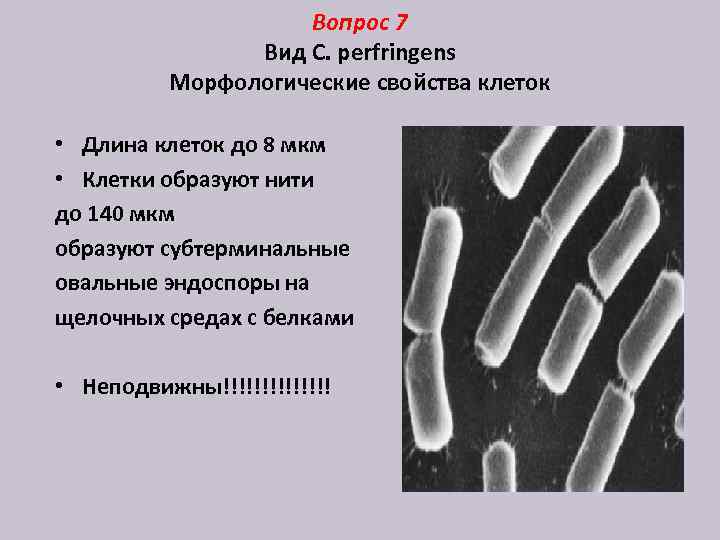 Вопрос 7 Вид C. perfringens Морфологические свойства клеток • Длина клеток до 8 мкм