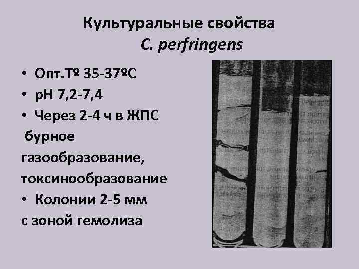 Культуральные свойства C. perfringens • Опт. Тº 35 -37ºС • р. Н 7, 2