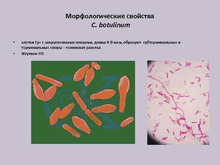 Морфологические свойства C. botulinum • • клетки Гр+ с закругленными концами, длина 4 -9