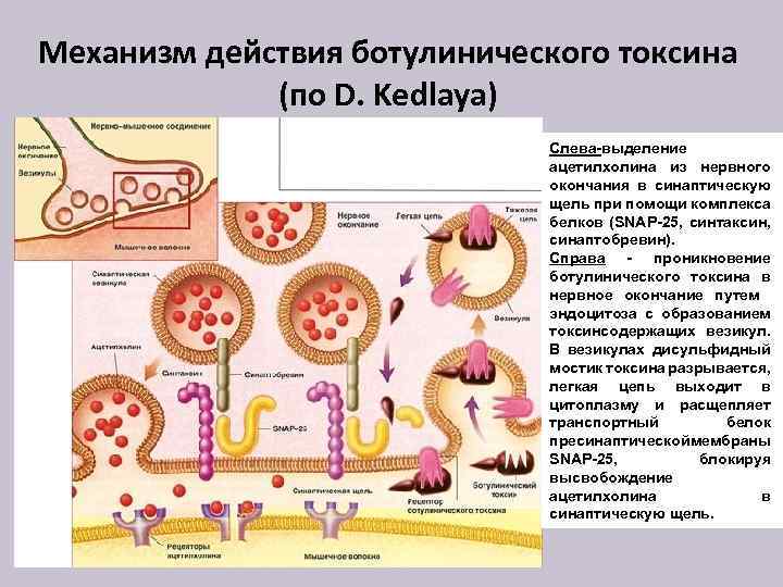 Механизм действия ботулинического токсина (по D. Kedlaya) Слева-выделение ацетилхолина из нервного окончания в синаптическую
